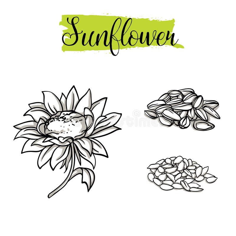 Schöne Vektor Hand gezeichnete Sonnenblume, Samen  stock abbildung Schöne Vektor Hand gezeichnete Sonnenblume, Samen  stock abbildung